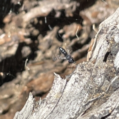 Halictidae (family) at Bruce Ridge to Gossan Hill - 18 Mar 2023 01:08 PM