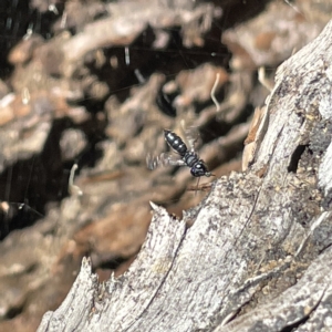 Halictidae (family) at Bruce Ridge to Gossan Hill - 18 Mar 2023 01:08 PM