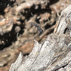 Halictidae (family) at Bruce Ridge to Gossan Hill - 18 Mar 2023 01:08 PM