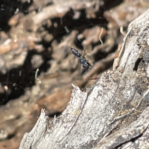 Halictidae (family) at Bruce Ridge to Gossan Hill - 18 Mar 2023 01:08 PM