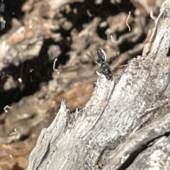 Halictidae (family) at Bruce Ridge to Gossan Hill - 18 Mar 2023 01:08 PM