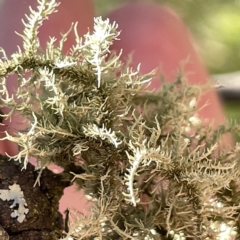 Usnea sp. (Bearded lichen) at Bruce, ACT - 18 Mar 2023 by Hejor1