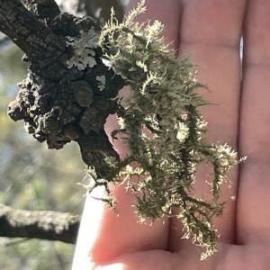 Usnea sp. (genus) at Bruce, ACT - 18 Mar 2023 01:05 PM