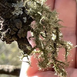 Usnea sp. (genus) at Bruce, ACT - 18 Mar 2023