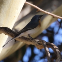 Myiagra rubecula at Jerrabomberra, ACT - 18 Mar 2023