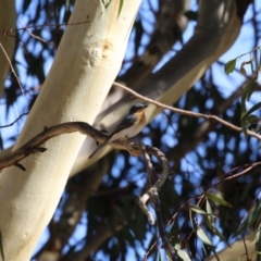 Myiagra rubecula at Jerrabomberra, ACT - 18 Mar 2023