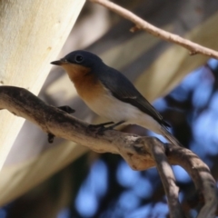 Myiagra rubecula at Jerrabomberra, ACT - 18 Mar 2023