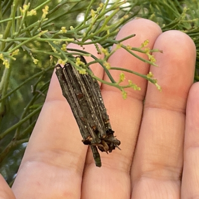 Clania (genus) (A case moth) at Bruce Ridge to Gossan Hill - 18 Mar 2023 by Hejor1