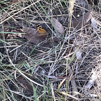 Heteronympha merope (Common Brown Butterfly) at Bruce Ridge - 18 Mar 2023 by Hejor1