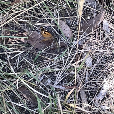 Heteronympha merope (Common Brown Butterfly) at Bruce, ACT - 18 Mar 2023 by Hejor1