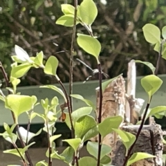 Unidentified at suppressed - 18 Mar 2023