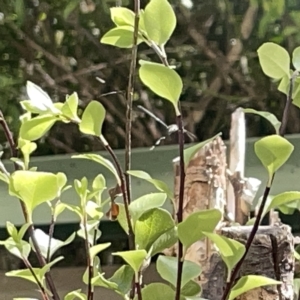 Unidentified at suppressed - 18 Mar 2023