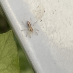 Helpis sp. (genus) (Unidentified Bronze Jumping Spider) at City Renewal Authority Area - 18 Mar 2023 by Hejor1