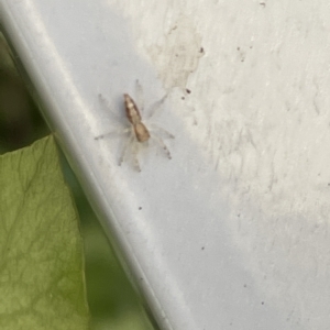 Helpis sp. (genus) at Braddon, ACT - 18 Mar 2023 12:16 PM