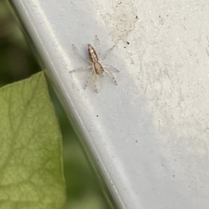 Helpis sp. (genus) at Braddon, ACT - 18 Mar 2023 12:16 PM