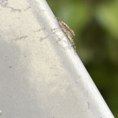 Helpis sp. (genus) at Braddon, ACT - 18 Mar 2023 12:16 PM