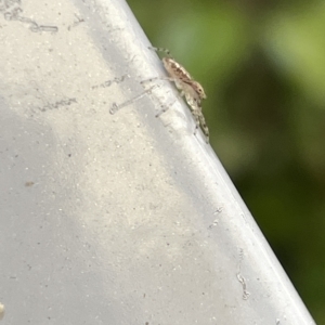 Helpis sp. (genus) at Braddon, ACT - 18 Mar 2023 12:16 PM