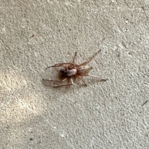 Cheiracanthium sp. at Aranda, ACT - 18 Mar 2023