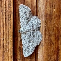Psilosticha absorpta (Fine-waved Bark Moth) at Aranda, ACT - 18 Mar 2023 by KMcCue
