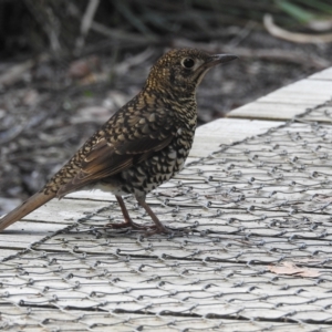 Zoothera lunulata (Bassian Thrush) at Fortescue, TAS by HelenCross