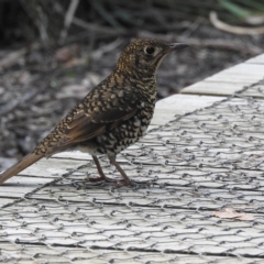 Zoothera lunulata (Bassian Thrush) at Fortescue, TAS - 16 Mar 2023 by HelenCross