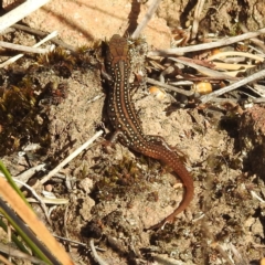 Liopholis whitii at Tasman National Park - 16 Mar 2023 by HelenCross