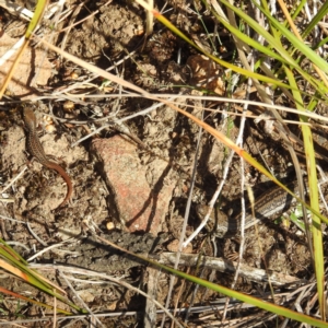 Liopholis whitii at Fortescue, TAS - 16 Mar 2023 05:46 PM