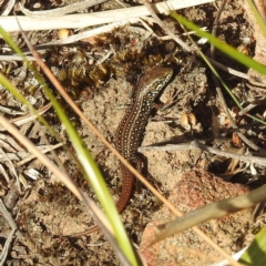 Liopholis whitii at Fortescue, TAS - 16 Mar 2023 05:46 PM