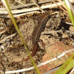 Liopholis whitii at Fortescue, TAS - 16 Mar 2023 05:46 PM