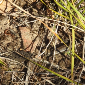 Liopholis whitii at Fortescue, TAS - 16 Mar 2023 05:46 PM