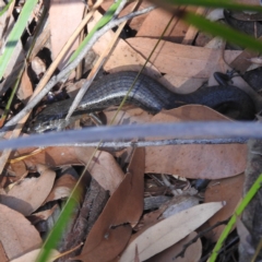 Unidentified Skink at Fortescue, TAS - 16 Mar 2023 by HelenCross
