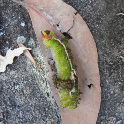 Unidentified Butterfly (Lepidoptera, Rhopalocera) at Tasman National Park - 16 Mar 2023 by HelenCross