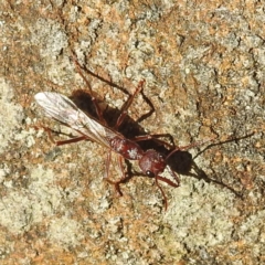 Myrmecia sp. (genus) (Bull ant or Jack Jumper) at Fortescue, TAS - 16 Mar 2023 by HelenCross