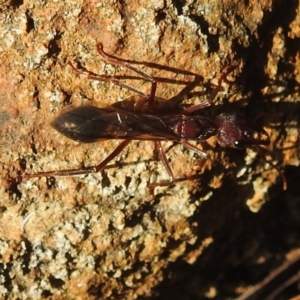 Myrmecia sp. (genus) at Fortescue, TAS - 16 Mar 2023 05:21 PM