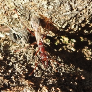 Myrmecia sp. (genus) at Fortescue, TAS - 16 Mar 2023 05:21 PM