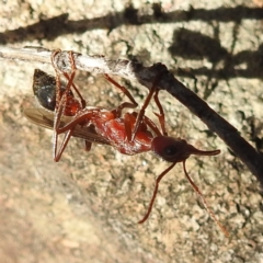 Myrmecia sp. (genus) at Fortescue, TAS - 16 Mar 2023 05:21 PM