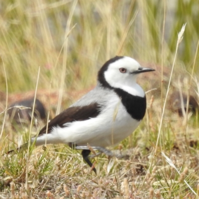 Epthianura albifrons (White-fronted Chat) at Maria Island National Park - 15 Mar 2023 by HelenCross