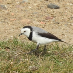 Epthianura albifrons at Triabunna, TAS - 15 Mar 2023