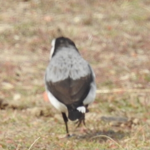 Epthianura albifrons at Triabunna, TAS - 15 Mar 2023 02:20 PM