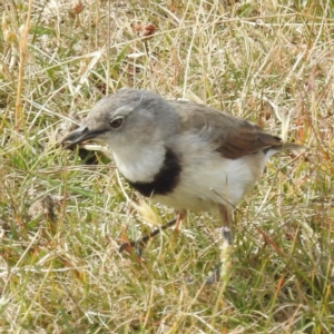 Epthianura albifrons at Triabunna, TAS - 15 Mar 2023 02:20 PM