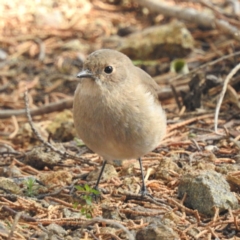 Petroica phoenicea (Flame Robin) at Triabunna, TAS - 15 Mar 2023 by HelenCross