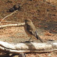 Petroica phoenicea at Triabunna, TAS - 15 Mar 2023 02:25 PM