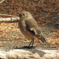 Petroica phoenicea at Triabunna, TAS - 15 Mar 2023