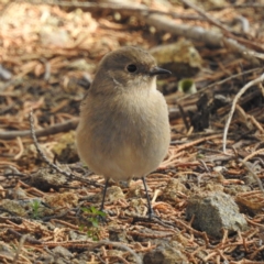 Petroica phoenicea at Triabunna, TAS - 15 Mar 2023 02:25 PM