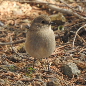 Petroica phoenicea at Triabunna, TAS - 15 Mar 2023 02:25 PM