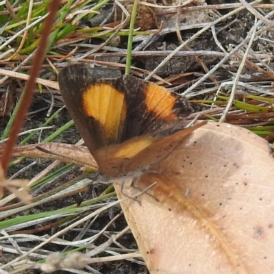 Paralucia aurifera (Bright Copper) at Maria Island National Park - 15 Mar 2023 by HelenCross