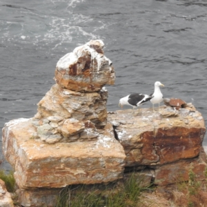 Larus dominicanus at Eaglehawk Neck, TAS - 16 Mar 2023