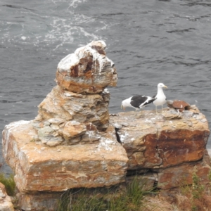 Larus dominicanus (Kelp Gull) at Eaglehawk Neck, TAS by HelenCross