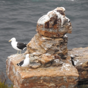 Larus dominicanus at Eaglehawk Neck, TAS - suppressed