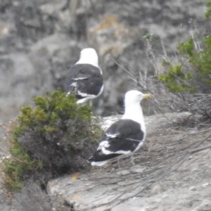 Larus dominicanus at Eaglehawk Neck, TAS - 16 Mar 2023